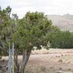 sel8 150x150 Seligman Rental Sale Furnished Home Arizona